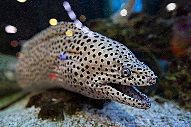 类宝可梦像素游戏《Coromon》移动端发售预告 11月8日发售